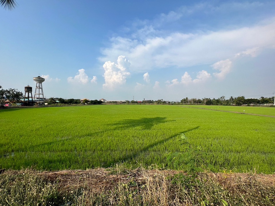 ขายที่ดิน หลังเซ็นทรัลศาลายา สามพราน นครปฐม ติดถนนใหญ่