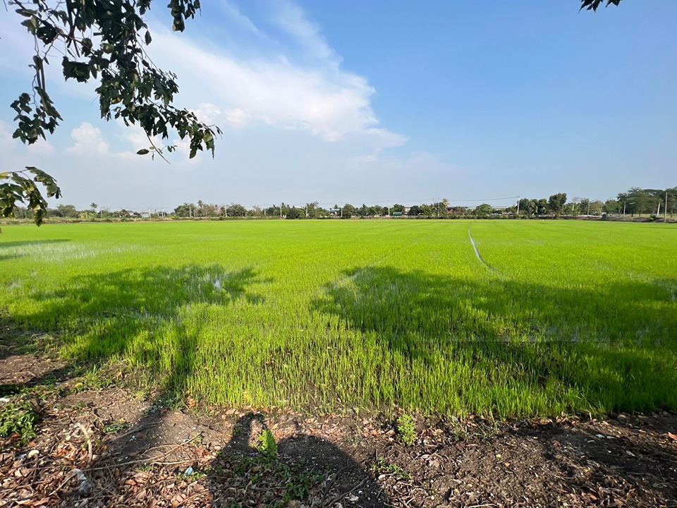 ขายที่ดิน หลังเซ็นทรัลศาลายา สามพราน นครปฐม ติดถนนใหญ่